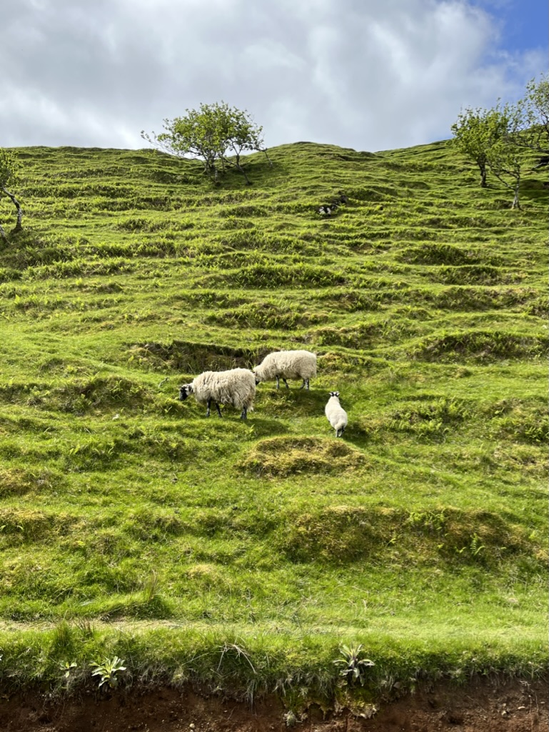 Adorable sheep